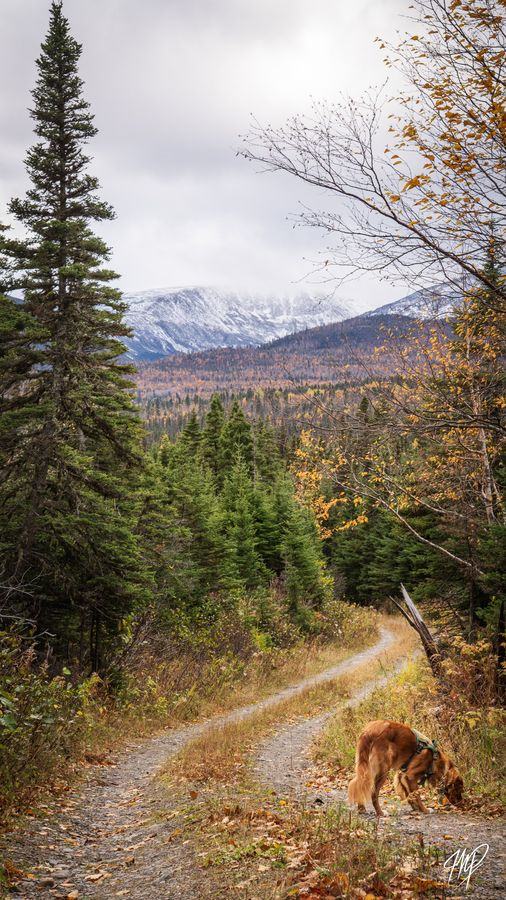 Trail toward a snowy peak in autumn