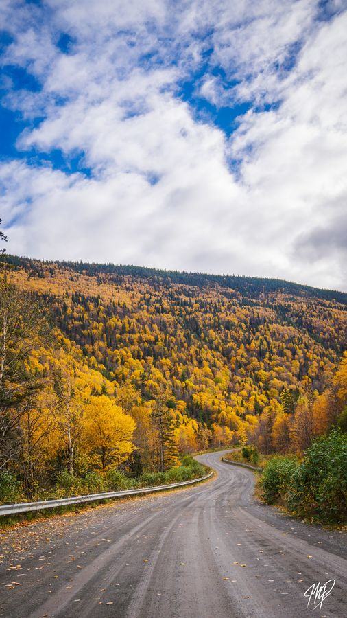 Gravel road through golden autumn forest