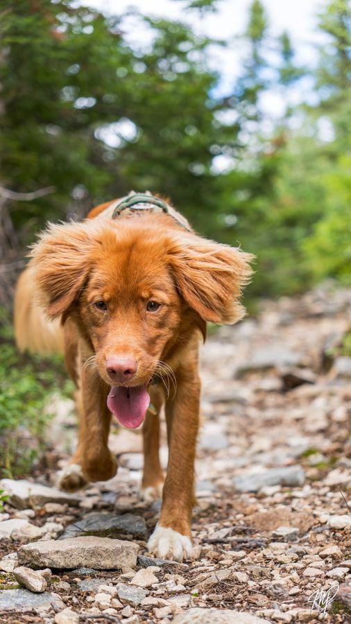 Dog walking toward the camera on a trail