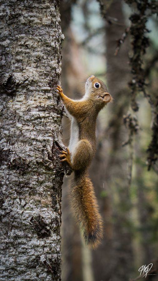 Red squirrel climbing a tree