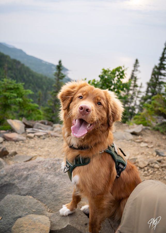 Dog posing on a lookout