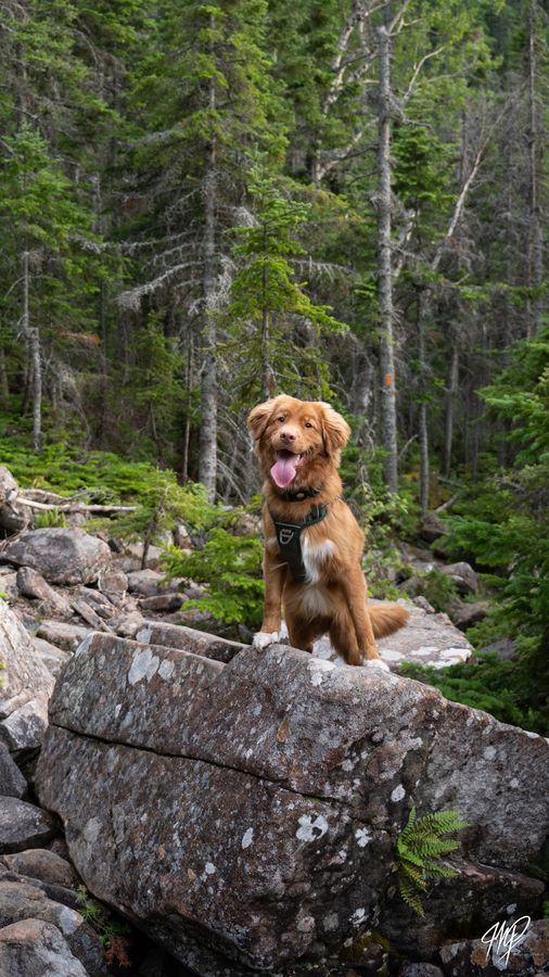 Dog standing on a boulder