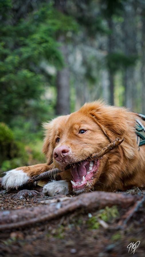 Dog chewing a stick