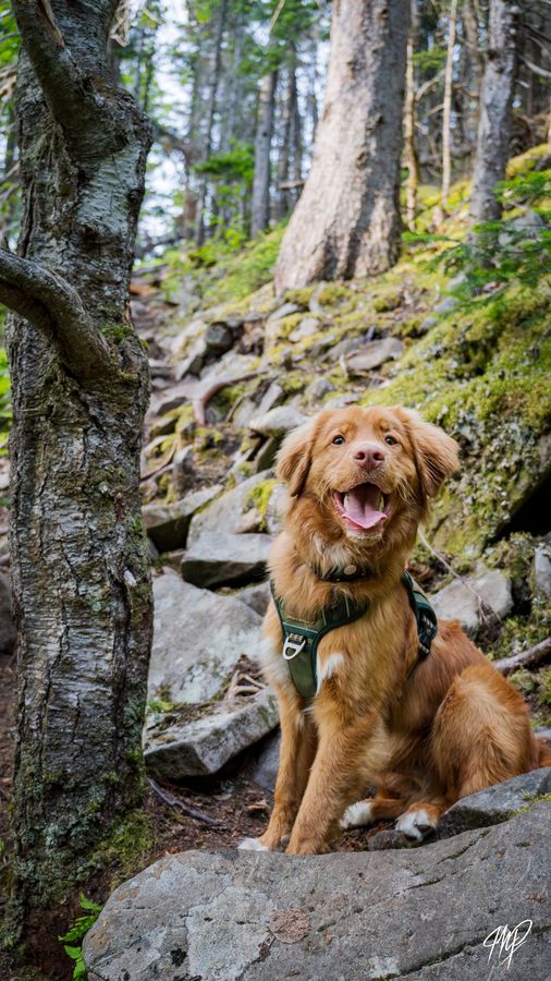 Dog sitting on a mossy trail
